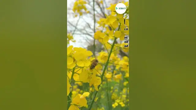 Video thumbnail for Bad Companion Plants for Beets ✨ #farming #herbgarden #shorts