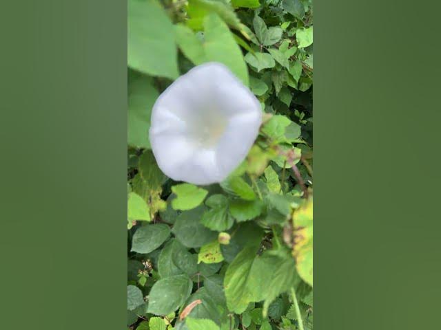 Video thumbnail for Love flowers