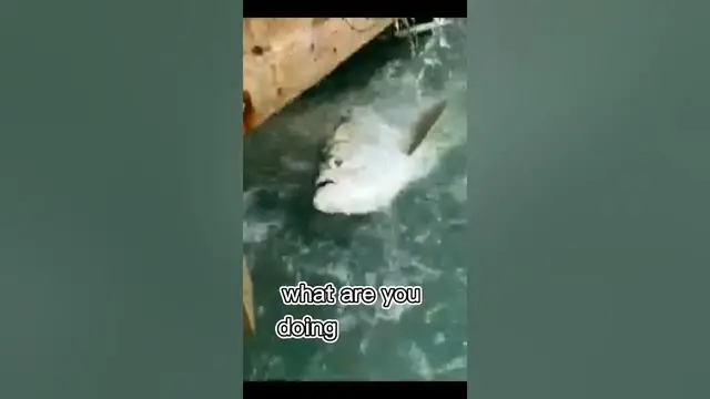 Video thumbnail for STEPBROTHER?! #stepbrother #funny #memes