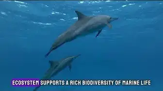 Video thumbnail for "Dive into Discovery: 10 Ocean Fun Facts to Amaze and Inspire | Oceanography Explained"