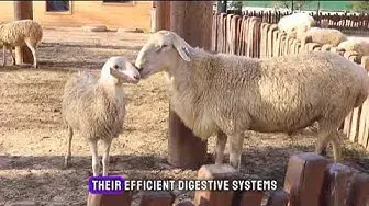 Video thumbnail for "Unveiling 10 Surprising Sheep Fun Facts | The Secrets of Woolly Wonders Revealed"