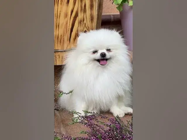 Video thumbnail for Dogs Life  #shorts #dogs #dog #doglover #animals #animallover #cat #cats #catlover #doglovers #doge