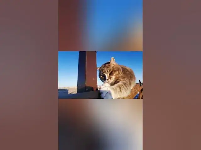 Video thumbnail for cats life 9 #shorts #cat #catslover #catvideo #catlife #catsofyoutube  #animal #dogs #pets #trend