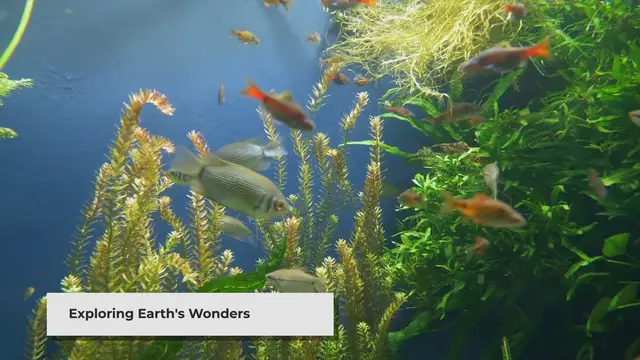 'Video thumbnail for Encyclopedia Earth: Documenting the Planet in the Digital Age'