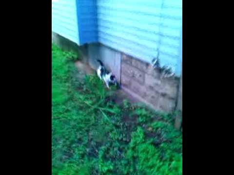 Video thumbnail for Thinks its his yard.
