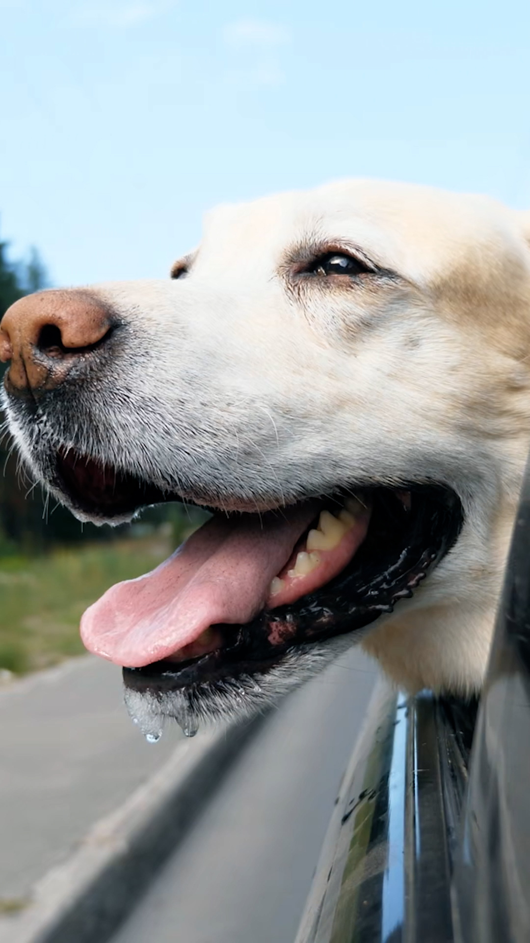 Video thumbnail for What To Do When Relocating With Pets