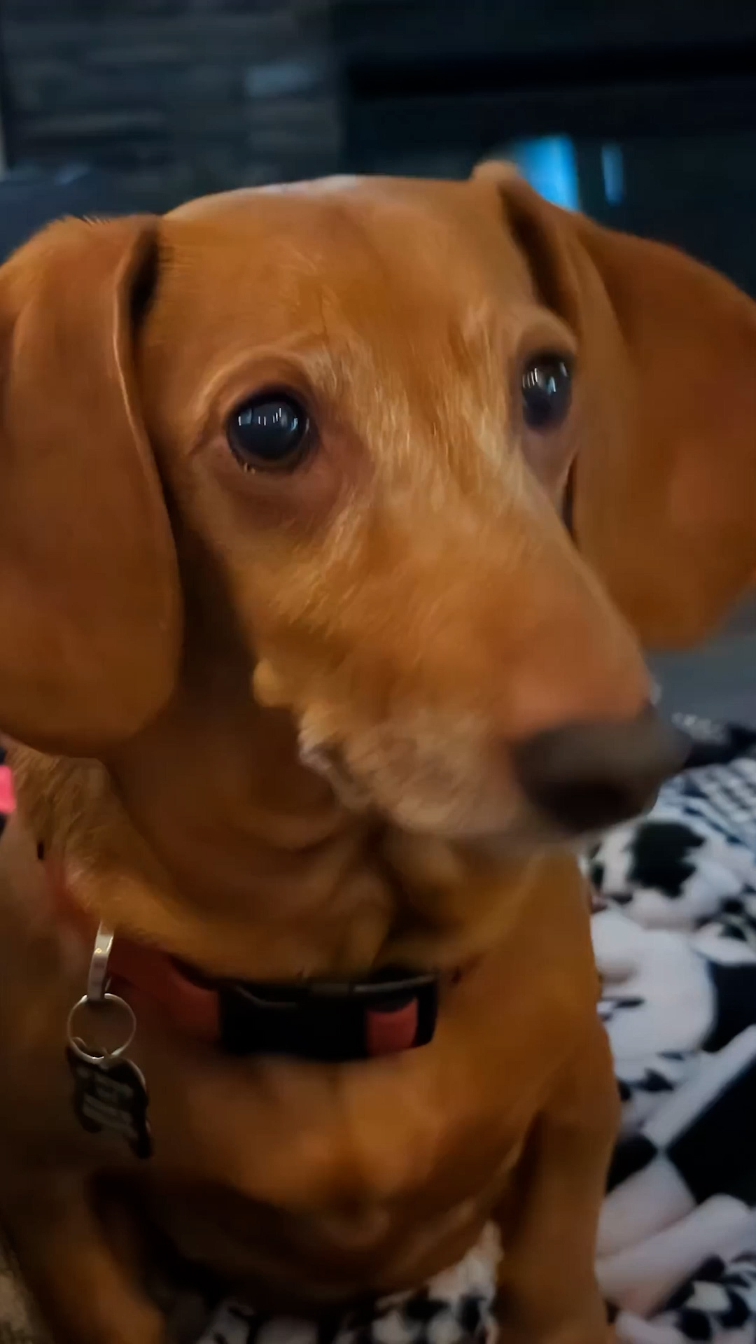 Video thumbnail for These Adorable Dog Breeds Are More Anxious Than You Think