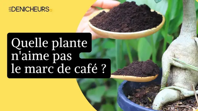 Video thumbnail for 🌱Quelle plante n'aime pas le marc de café ☕