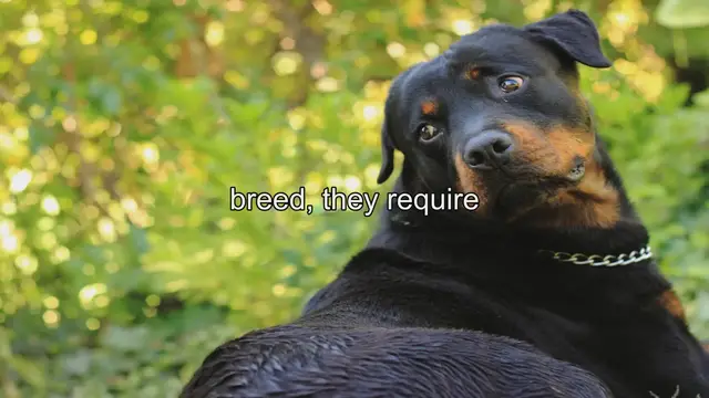 Video thumbnail for Top Shampoos for Rottweilers