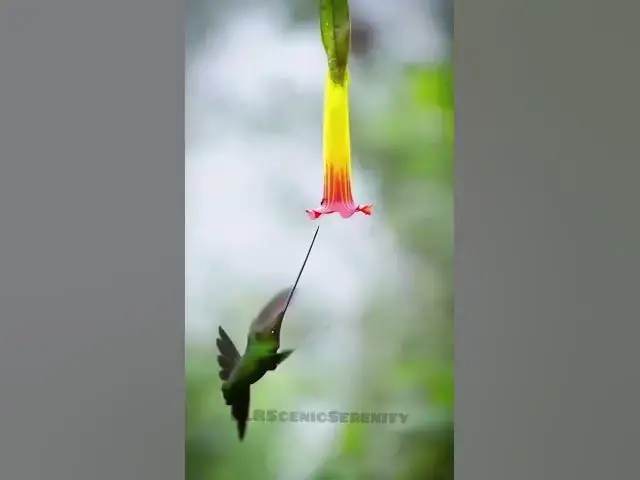 Video thumbnail for Sword-billed hummingbird || Birds || Nature