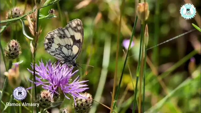 Video thumbnail for إن الله يدافع عن الذين آمنوا