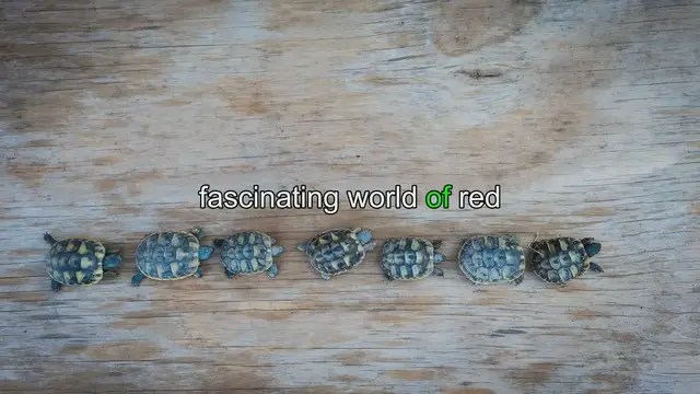 Video thumbnail for Gender Identification: Male vs Female Red Eared Slider Turtles
