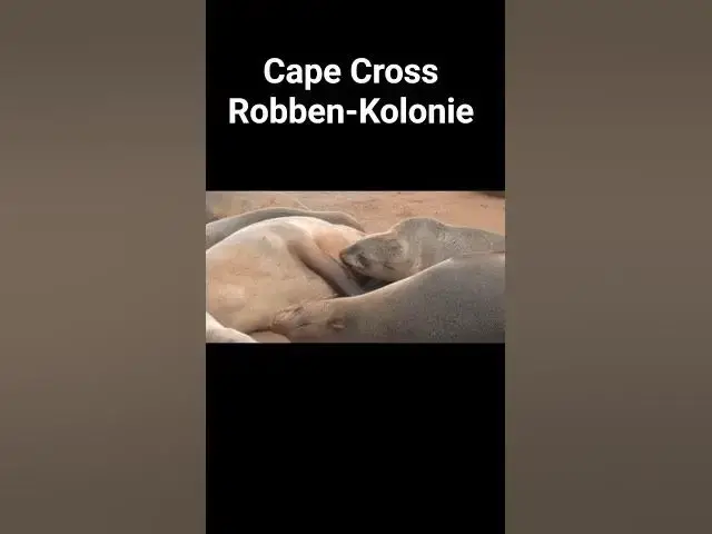 'Video thumbnail for Namibias Riesen-Robbenkolonie: Geruch für Mensch & Gefahr für die Tiere #capecross #namibia'