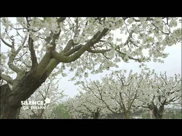 'Video thumbnail for Gueules cassées   Les fruits et légumes moches sont aussi bons que les autres'