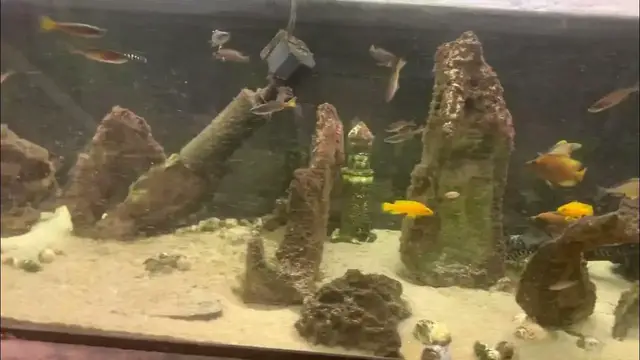 Video thumbnail for tanganyikan cichlids