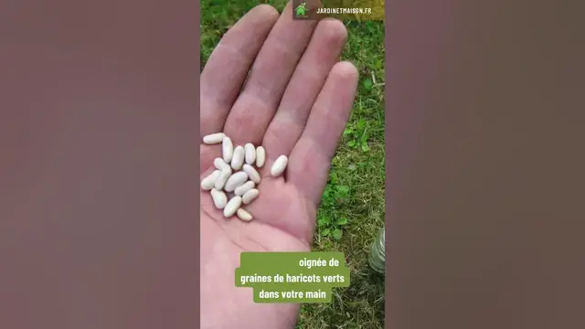'Video thumbnail for Comment semer des haricots verts en poquets'