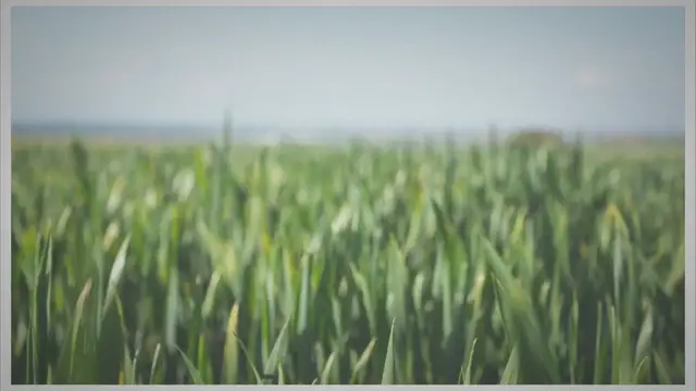'Video thumbnail for What are the 7 branches of agriculture?'