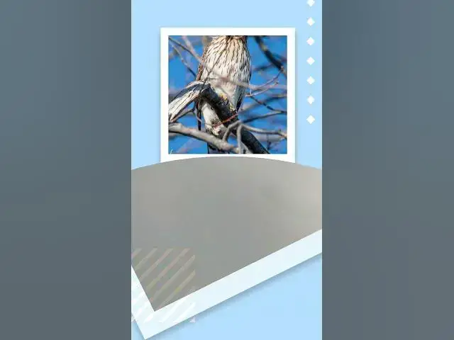 'Video thumbnail for STOP Making These Common BIRD Watching Mistakes'