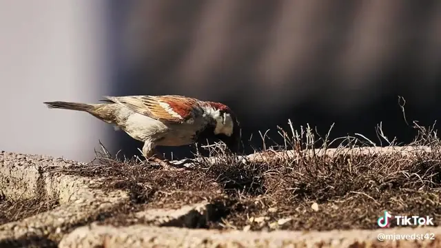 Video thumbnail for Talawat e Quran Pak