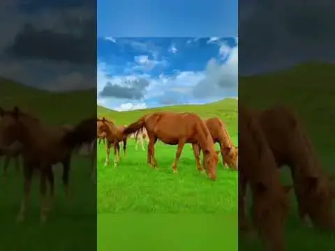 Video thumbnail for خيول 🐎
