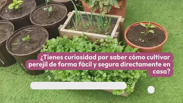 Video thumbnail for Cómo cultivar perejil en casa durante todo el año: solo entonces tendrás una rica cosecha.