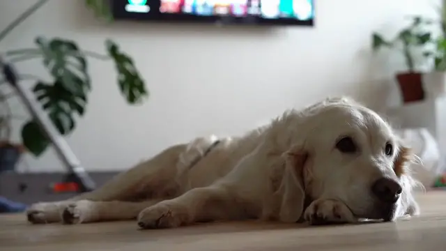 'Video thumbnail for Remove Pet Odors from Carpet'