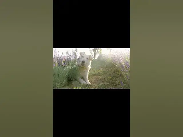 Video thumbnail for Dogs Life10 #shorts #dogs #dog #doglover #animals #animallover #cat #cats #catlover #doglovers #doge