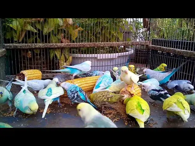 'Video thumbnail for 静かに響くセキセイインコの鳴き声🎧🌸|癒し効果バツグン'