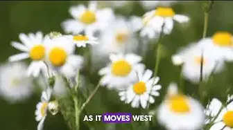 Video thumbnail for "10 Fascinating Flower Facts You Need to Know | Explore Nature's Beauty!"