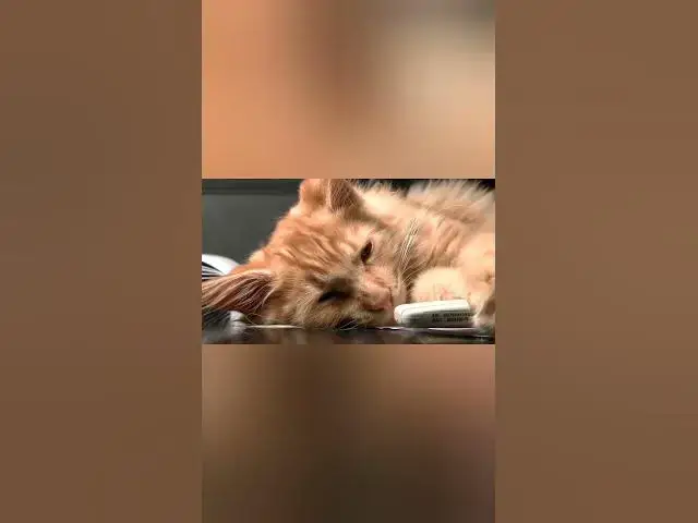 Video thumbnail for cats life 8 #shorts  #cat #catslover #catvideo #catlife #catsofyoutube  #animal #dogs #pets #trend