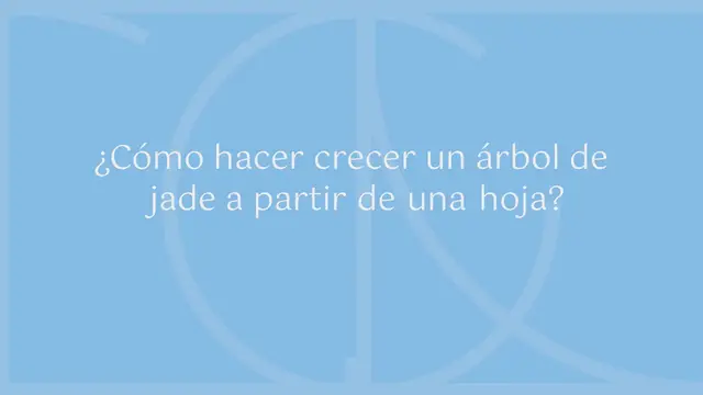 Video thumbnail for ¿Cómo hacer crecer un árbol de jade a partir de una hoja? Un truco simple y efectivo:
