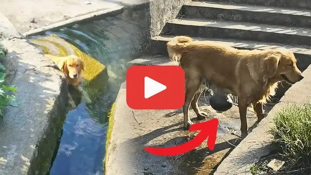 Video thumbnail for Alone in the River: A Golden Retriever’s Silent Cry for Help