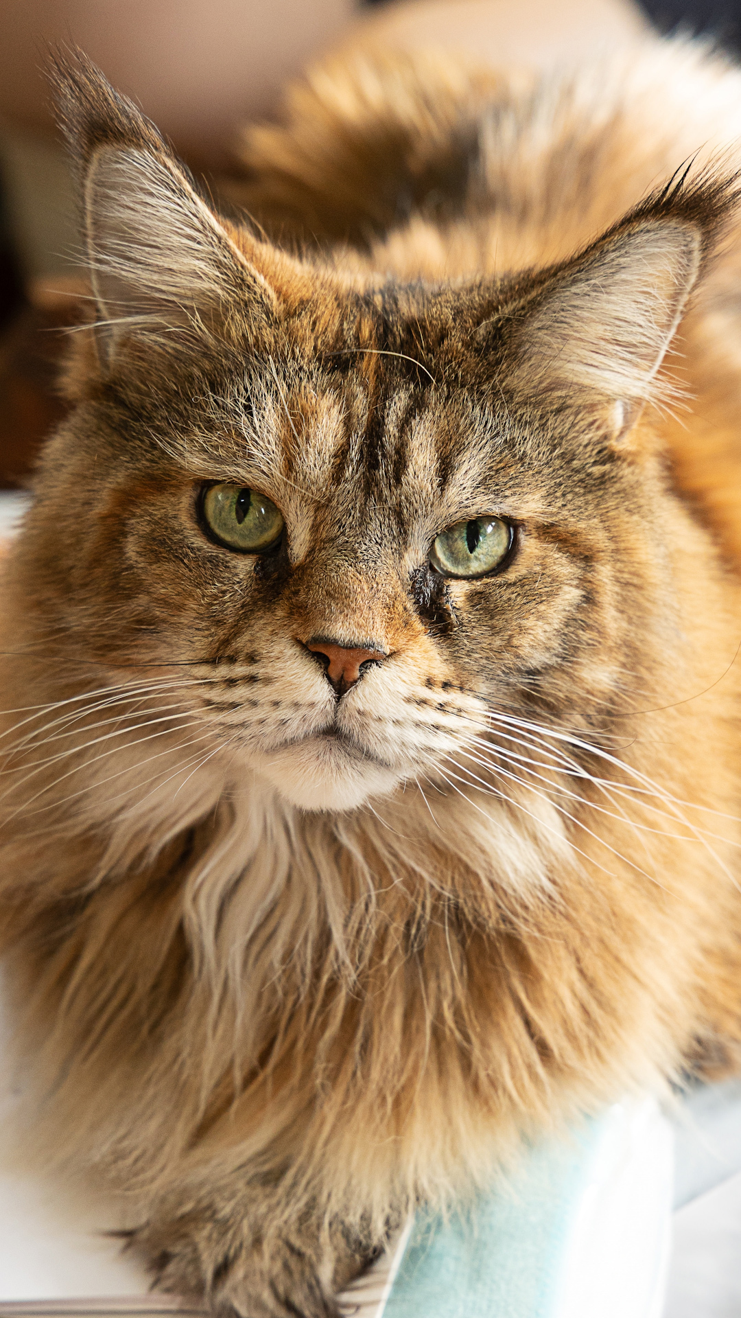 Video thumbnail for These Cat Breeds Are Way More Vocal Than You Expect