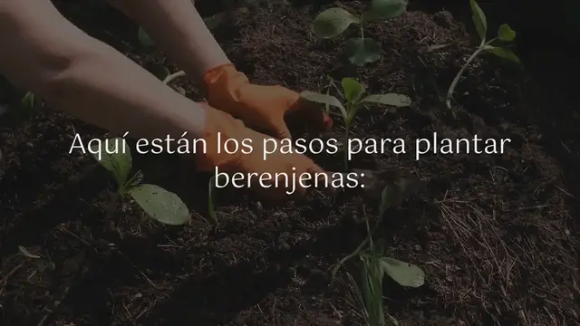 Video thumbnail for Coseche sus propias berenjenas frescas con estos sencillos consejos de plantación
