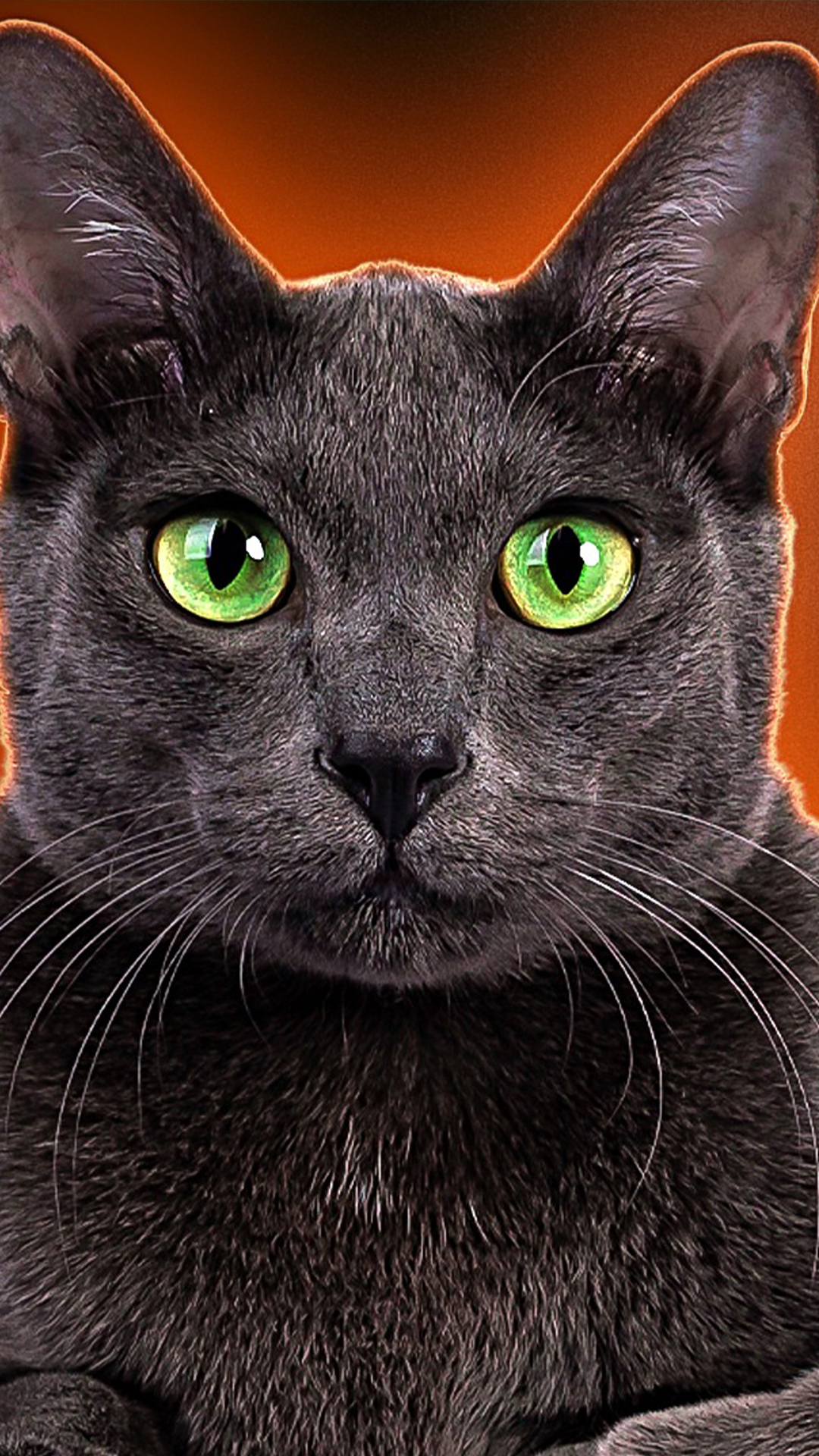 Video thumbnail for Cat Breeds That Will Fiercely Protect Their Owners