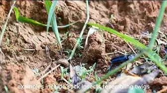 Video thumbnail for "Bugging Out: 10 Fascinating Fun Facts About Bugs | Unveiling the Wonders of the Insect World"