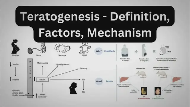 'Video thumbnail for Teratogenesis – Definition, Factors, Mechanism'