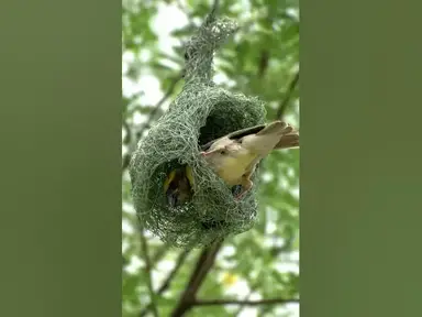 'Video thumbnail for Birds Nest Identification Secrets Revealed!'
