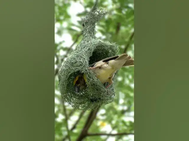 'Video thumbnail for Birds Nest Identification Secrets Revealed!'