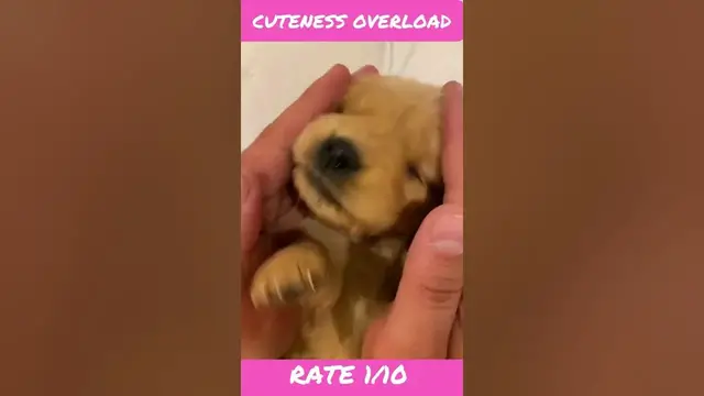 'Video thumbnail for #shorts #funny #memes'