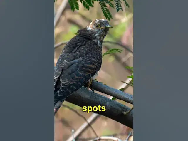 'Video thumbnail for Cuckoo Bird Identification Made EASY'