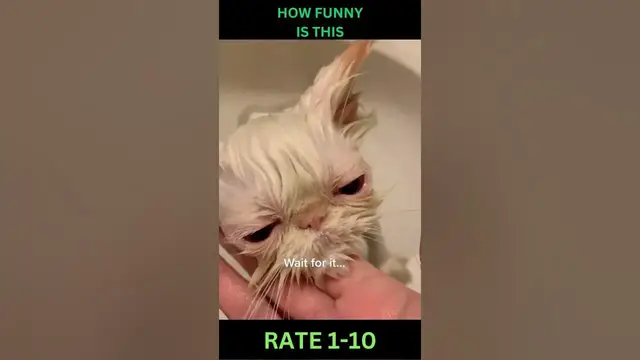 'Video thumbnail for Funny Cat Shorts Meme'
