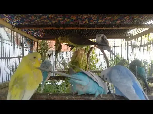 'Video thumbnail for 📸 まるで自然ドキュメンタリー。美しいインコの世界'