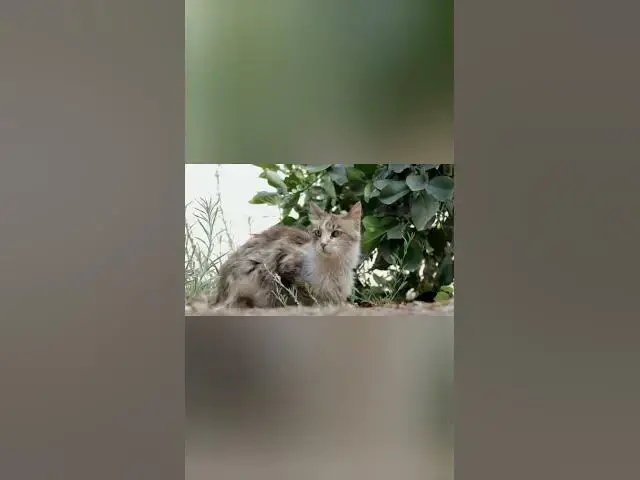 Video thumbnail for cats life 10 #shorts #cat #catslover #catvideo #catlife #catsofyoutube  #animal #dogs #pets #trend