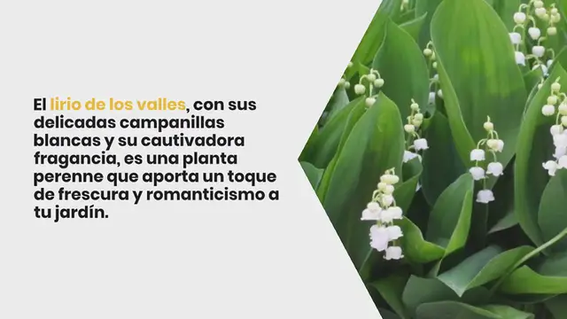 Video thumbnail for Plantar lirio de los valles: la guía completa para hacer que tu jardín florezca con felicidad y dulzura