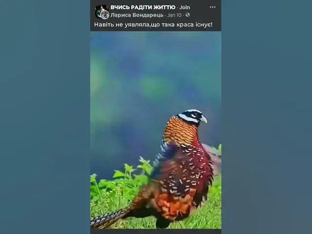 Video thumbnail for birds sings #birdsounds
