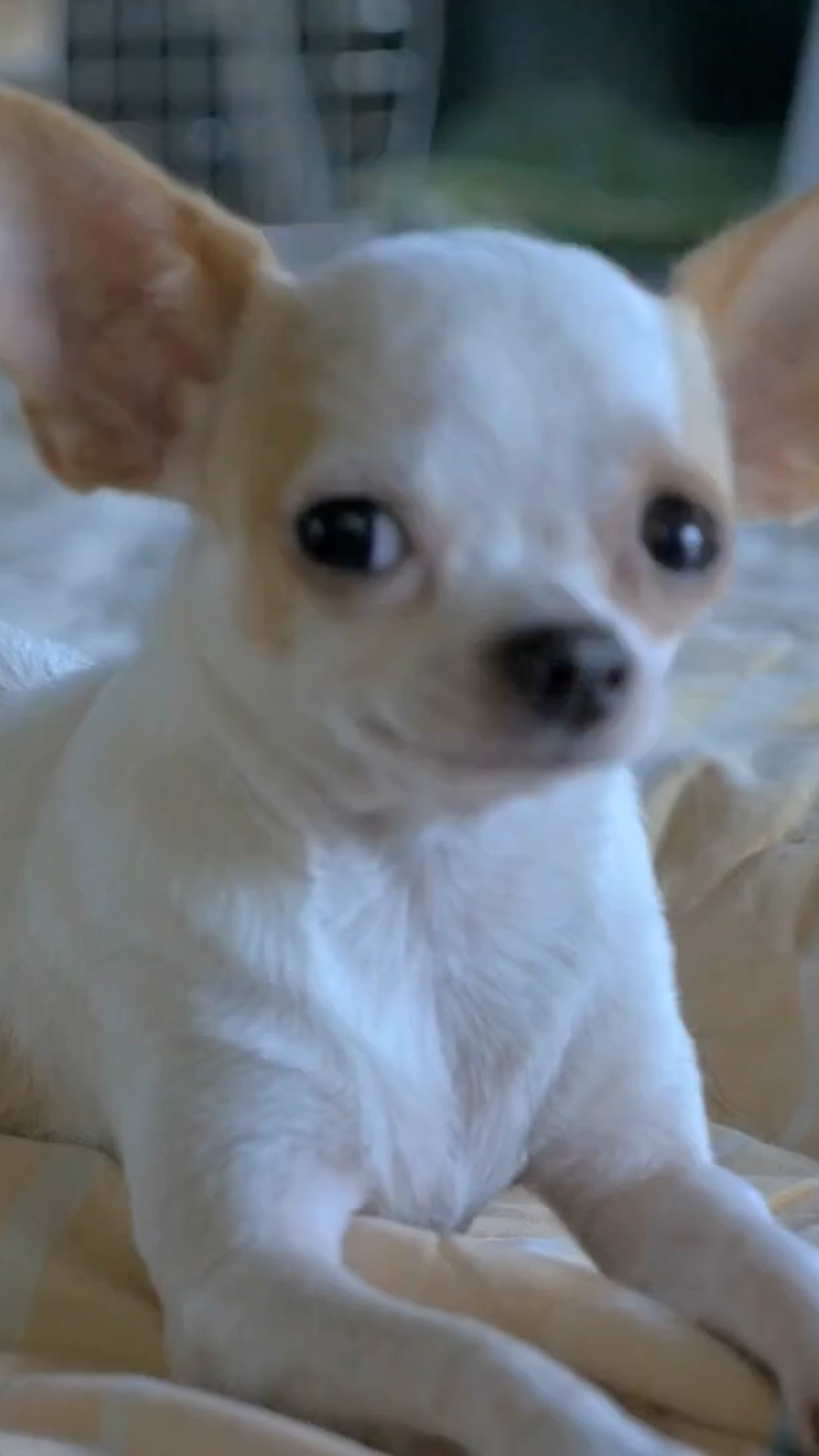 Video thumbnail for The Truth About Anxiety In These Popular Dog Breeds