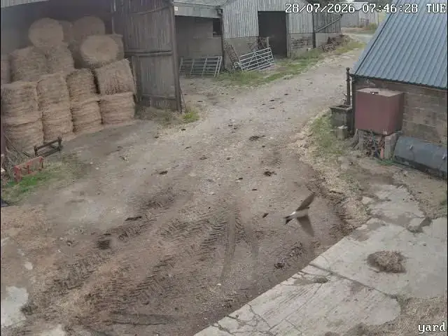 Video thumbnail for House Martins triggering movement camera