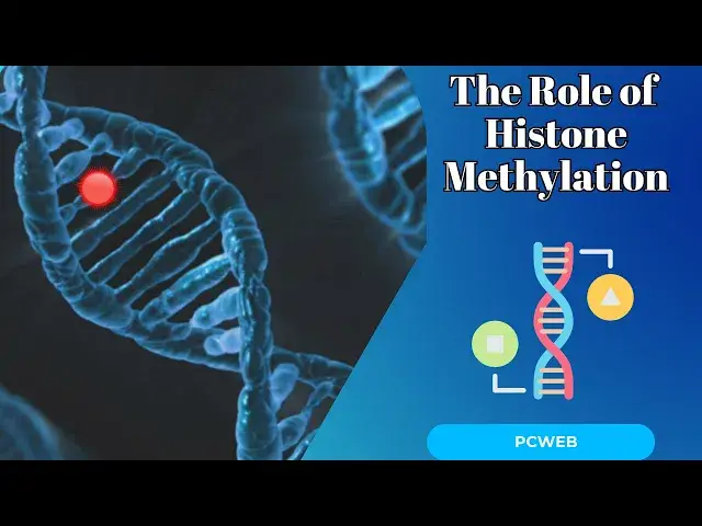 Video thumbnail for The Powerful Role of Histone Methylation: Unlocking Health Secrets