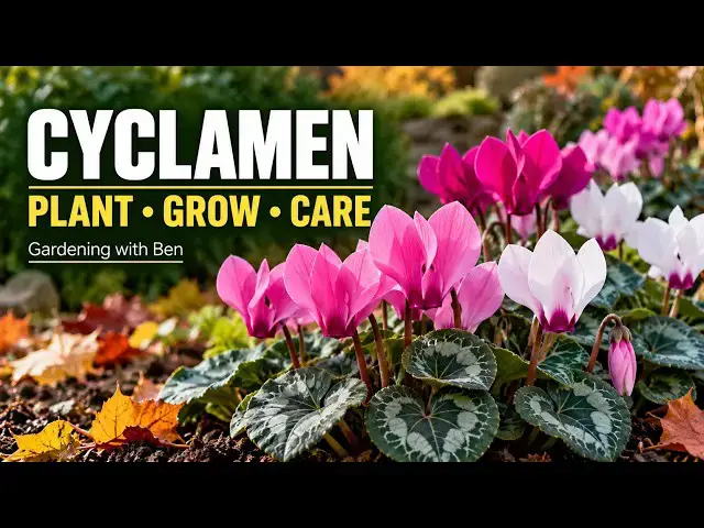 Video thumbnail for How to Grow Cyclamen | Planting & Care Tips to Keep Them Thriving
